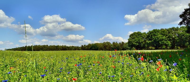 Schicksalsschlag Suizid